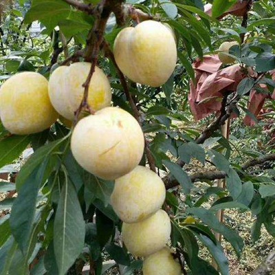 蔬菜水果 食用菌 糧油 花卉苗木 畜牧養(yǎng)殖 茶葉 中草藥 肥料種業(yè) 農(nóng)藥/原藥/殺菌劑 農(nóng)機(jī)農(nóng)具 漁業(yè) 加工機(jī)械 金屬絲網(wǎng)制品 生態(tài)農(nóng)業(yè) 包裝印刷_果樹苗木鋤禾日當(dāng)午花卉苗木鋤禾日當(dāng)午信息鋤禾日當(dāng)午果樹苗木鋤禾日當(dāng)午花卉苗木鋤禾日當(dāng)午鋤禾日當(dāng)午